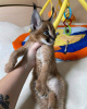 Dodatkowe zdjęcia: des tres beaux chatons, Caracal Savannah F1 i inne dostępne