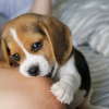 Zdjęcie №2 do zapowiedźy № 107790 na sprzedaż  beagle (rasa psa) - wkupić się Finlandia prywatne ogłoszenie, hodowca