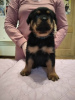 Zdjęcie №3. Sprzedam szczenięta rasy Rottweiler z rodowodem KSU od rodziców rodowodowych. Ukraina