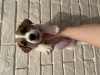 Zdjęcie №4. Sprzedam jack russell terrier w Cherepovets. prywatne ogłoszenie - cena - negocjowane