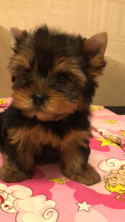 Zdjęcie №1. yorkshire terrier - na sprzedaż w Petersburg | 1163zł | Zapowiedź №3896