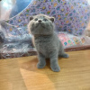 Zdjęcie №1. scottish fold - na sprzedaż w Paryż | 1256zł | Zapowiedź № 98387