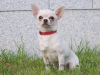 Zdjęcie №3. Suczka Chihuahua biało - kremowa. Federacja Rosyjska