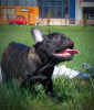 Zdjęcie №4. Sprzedam pies nierasowy w Bobruisk. prywatne ogłoszenie, hodowca - cena - 2575zł
