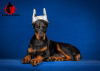 Zdjęcie №1. doberman - na sprzedaż w Krasnodar | 5518zł | Zapowiedź №10579