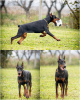 Zdjęcie №1. doberman - na sprzedaż w Loznica | negocjowane | Zapowiedź №124058