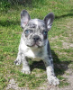 Zdjęcie №2 do zapowiedźy № 97806 na sprzedaż  pies nierasowy - wkupić się Niemcy prywatne ogłoszenie