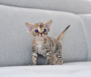 Zdjęcie №2 do zapowiedźy № 44547 na sprzedaż  devon rex - wkupić się Niemcy hodowca