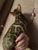Zdjęcie №4. Sprzedam kot bengalski w Москва. od żłobka, hodowca - cena - 4998zł