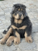 Zdjęcie №4. Sprzedam mastif tybetański w Wrocław. hodowca - cena - 5097zł