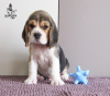 Zdjęcie №1. beagle (rasa psa) - na sprzedaż w Приморск | 3163zł | Zapowiedź №13134