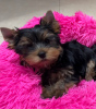 Zdjęcie №2 do zapowiedźy № 93048 na sprzedaż  yorkshire terrier - wkupić się Finlandia prywatne ogłoszenie