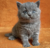 Zdjęcie №2 do zapowiedźy № 98186 na sprzedaż  kot brytyjski krótkowłosy - wkupić się USA prywatne ogłoszenie