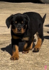 Zdjęcie №1. rottweiler - na sprzedaż w Bakersfield | 2575zł | Zapowiedź №50499