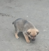 Zdjęcie №2 do zapowiedźy № 9242 na sprzedaż  pies nierasowy - wkupić się Ukraina prywatne ogłoszenie