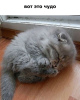 Zdjęcie №1. kot brytyjski długowłosy - na sprzedaż w Monachium | negocjowane | Zapowiedź № 19331