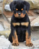 Zdjęcie №1. rottweiler - na sprzedaż w Bucharest | negocjowane | Zapowiedź №117570