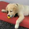 Zdjęcie №1. golden retriever - na sprzedaż w Linköping | 1256zł | Zapowiedź №53728