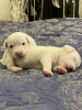 Dodatkowe zdjęcia: Cudowne szczenięta Jack Russell Terrier szukają domu i troskliwych właścicieli!