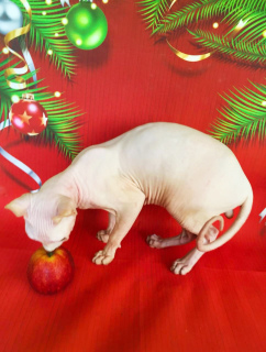 Dodatkowe zdjęcia: Hodowla białych kotów Elfów