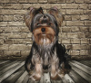 Zdjęcie №1. yorkshire terrier - na sprzedaż w Kazań | 1251zł | Zapowiedź №9032