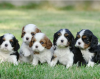 Zdjęcie №1. cavalier king charles spaniel - na sprzedaż w Stockholm | negocjowane | Zapowiedź №113190