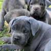 Zdjęcie №1. cane corso - na sprzedaż w Dijon | 1423zł | Zapowiedź №31689