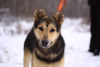 Zdjęcie №2 do zapowiedźy № 90680 na sprzedaż  pies nierasowy - wkupić się Federacja Rosyjska ze schronu