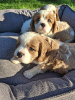 Zdjęcie №2 do zapowiedźy № 176035 na sprzedaż  cocker spaniel amerykański, cocker spaniel angielski, springer spaniel angielski, springer spaniel walijski, irlandzki spaniel dowodny, hiszpański pies dowodny, mastif hiszpański, cavalier king charles spaniel, cavalier king charles spaniel, clumber spaniel, russian spaniel, spaniel tybetański - wkupić się Finlandia 