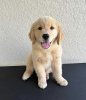 Zdjęcie №1. golden retriever - na sprzedaż w Tartu | negocjowane | Zapowiedź №126506