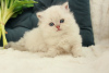 Zdjęcie №1. kot brytyjski długowłosy - na sprzedaż w Dnipro | 1188zł | Zapowiedź № 51379