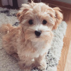 Zdjęcie №3. Wunderschöne Maltipoo-Welpen zur Adopcja. Niemcy