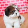 Zdjęcie №1. shih tzu - na sprzedaż w Berlin | negocjowane | Zapowiedź №13445