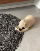 Dodatkowe zdjęcia: 2 miesięczny szczeniak rasy golden retriever