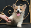 Dodatkowe zdjęcia: szczenięta welsh corgi pembroke od Championa