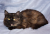 Zdjęcie №3. Miniaturowa kotka Shira w dobrych rękach. Federacja Rosyjska