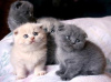 Zdjęcie №1. scottish fold - na sprzedaż w Bruksela | 837zł | Zapowiedź № 105493