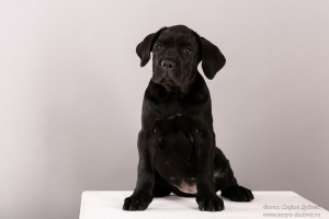 Zdjęcie №1. cane corso - na sprzedaż w Petersburg | negocjowane | Zapowiedź №6065