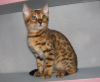 Zdjęcie №1. kot bengalski - na sprzedaż w Kobryń | 3820zł | Zapowiedź № 12808