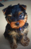 Zdjęcie №2 do zapowiedźy № 87462 na sprzedaż  yorkshire terrier - wkupić się USA hodowca