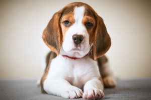 Zdjęcie №1. beagle (rasa psa) - na sprzedaż w Mińsk | 1925zł | Zapowiedź №1763