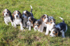 Zdjęcie №1. beagle (rasa psa) - na sprzedaż w Bielefeld | negocjowane | Zapowiedź №51140