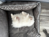 Dodatkowe zdjęcia: Mały piesek Szpic Miniaturowy Pomeranian Teddy