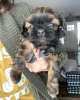 Zdjęcie №1. shih tzu - na sprzedaż w West New York | 872zł | Zapowiedź №53167