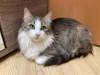 Dodatkowe zdjęcia: Cudowna młoda kotka Lisa szuka domu i kochającej rodziny!