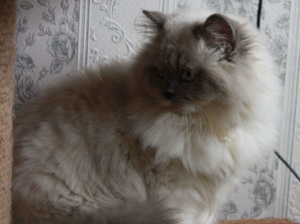 Zdjęcie №2 do zapowiedźy № 6122 na sprzedaż  kot brytyjski długowłosy - wkupić się Federacja Rosyjska od żłobka, hodowca