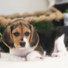 Zdjęcie №1. beagle (rasa psa) - na sprzedaż w Салоники | 2575zł | Zapowiedź №50210