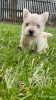 Dodatkowe zdjęcia: Szczenięta West Highland White Terrier