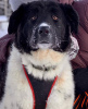 Zdjęcie №1. pies nierasowy - na sprzedaż w Москва | Bezpłatny | Zapowiedź №94244