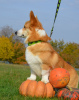 Dodatkowe zdjęcia: Niesamowicie piękna i bardzo urocza! Baby Welsh Corgi Pembroke.